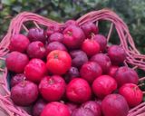 Foto langkah ke 1 dari resep 240. Manisan Cherry.