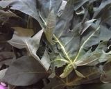 Foto langkah ke 1 dari resep Urap-urap Daun Pepaya.