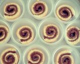 Foto langkah ke 4 dari resep Tiramisu Cup.