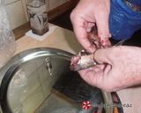 Φωτογραφία βήματος 29 της συνταγής Γεμιστές σαρδέλες “αμπελοπούλλιν”