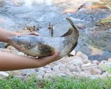 รูปขั้นตอนการทำที่ 1 ของ ผัดฉ่าปลาเก๋า_เตาถ่าน 🎣