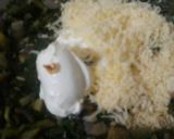 Foto del paso 2 de la receta: Pascualina de acelga