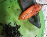 Foto del paso 3 de la receta: Pechuga de pollo rellena y asada