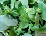 Pas rețetă Salată de semizotu (purslane)(portulaca oleracea) cu iaurt 1 fotografie