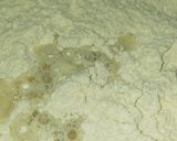 Foto langkah ke 1 dari resep Bakpau.