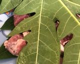 Foto langkah ke 1 dari resep Rendang Daging.