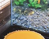 Foto langkah ke 4 dari resep Tart susu pontianak / egg tart / pie susu.