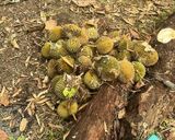 Foto langkah ke 1 dari resep Tempoyak durian.