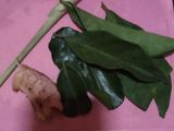 Opor ayam kuah putih