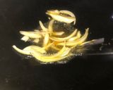 Foto langkah ke 2 dari resep Kepiting Saus Padang.