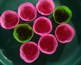 Foto langkah ke 2 dari resep Puding Merah Putih.