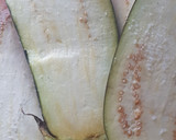 Foto del paso 1 de la receta: 🍆 Berenjenas rellenas de pimiento 🌶 y queso crema🧀