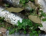 Foto del paso 3 de la receta: Sardinas en papillote con salsa de queso crema