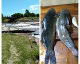 Foto del paso 2 de la receta: Bagre de río a la plancheta