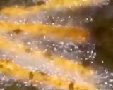 A picture of step 6 of Indian Fries 🍟.