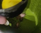 A picture of step 3 of Green chutney.