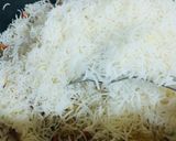 A picture of step 5 of Sizzling Garlic burnt fried rice with chicken Manchurian.