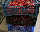 Une image de l'étape 1 de Confiture de cerises du jardin.