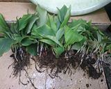 Foto langkah ke 1 dari resep Tumis Daun Kencur resep warisan mama.