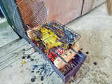 Ikan Bakar Kalimantan Bumbu Khas Dayak