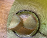 Foto del paso 3 de la receta: Infusión de jengibre, menta y miel 🍯