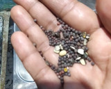மிளகு ரசம் ரெசிபி ஸ்டேப் 8 புகைப்படம்