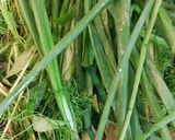 Hình bước làm 5 của món Bún cá cay (cá rô phi)