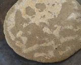 A picture of step 3 of Pearl Millet (Bajra Roti).