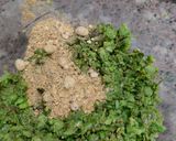 A picture of step 6 of Matar Kachori.
