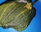 Foto del paso 1 de la receta: Rollo de chile poblano hojaldrado