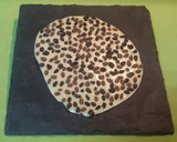 Foto del paso 5 de la receta: Crujiente de chocolate blanco con pipas chocolateadas