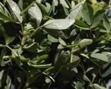 A picture of step 3 of Bathua Methi puri.