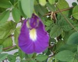 A picture of step 1 of Butterfly pea Flower Tea ☕ Healthy Drink 🍻.