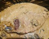 A picture of step 7 of Crockpot Mushroom 🍄 London Broil 🥩.
