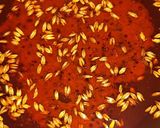 मोगर दाल खिचड़ी (mogar dal khichdi recipe in Hindi) रेसिपी चरण 3 फोटो