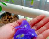 Foto langkah ke 1 dari resep Nasi gurih 🌸🌺 telang.