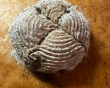 Foto del passaggio 7 della ricetta Pane con noci, uvetta e fichi