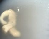 A picture of step 7 of TARALLI or TARALLINI: Italian Fennel Savoury Biscottis/Pretzels.