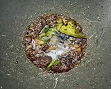 Foto langkah ke 4 dari resep Oseng Tempe Kecap.