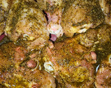 Foto del paso 1 de la receta: Pollo al horno con espinacas y pistachos