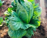 A picture of step 1 of Organic Home Grown Cauliflower and Greens Salad.