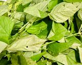 Hình bước làm 1 của món Canh rau ngót Nhật nấu nghêu 🌿
