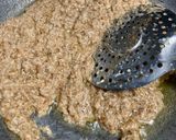 A picture of step 7 of Nishaaste ka Halwa(Soaked Whole wheat flour Sheera).