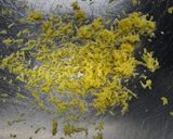 Foto del paso 2 de la receta 203. Magdalenas con Leche Condensada al Limón