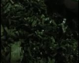 A picture of step 1 of Sarso palak ka saag.