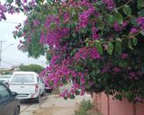 Foto del paso 1 de la receta: Limorada