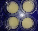 Foto langkah ke 2 dari resep 8. Milky pudding.