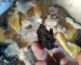 Foto langkah ke 4 dari resep Ayam semur kecap.