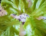 A picture of step 2 of Lettuce Salad Packet.