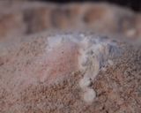Foto del paso 1 de la receta: Galletas de harina integral y semillas
